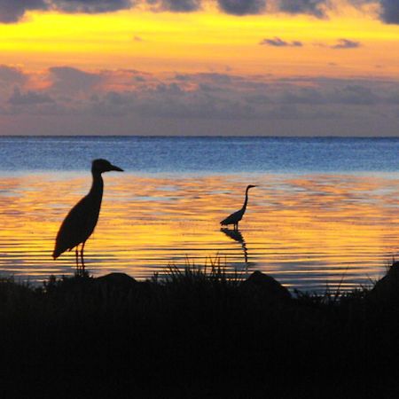 Costa De Cocos Otel Xcalak Dış mekan fotoğraf